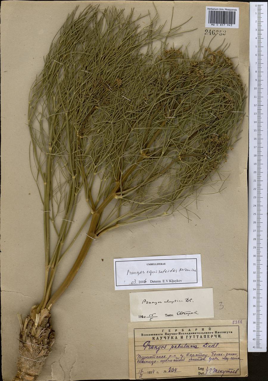 Прангос хвощевидный Kuzmina, Средняя Азия и Казахстан, Западный Тянь-Шань и Каратау (M3) (Казахстан)