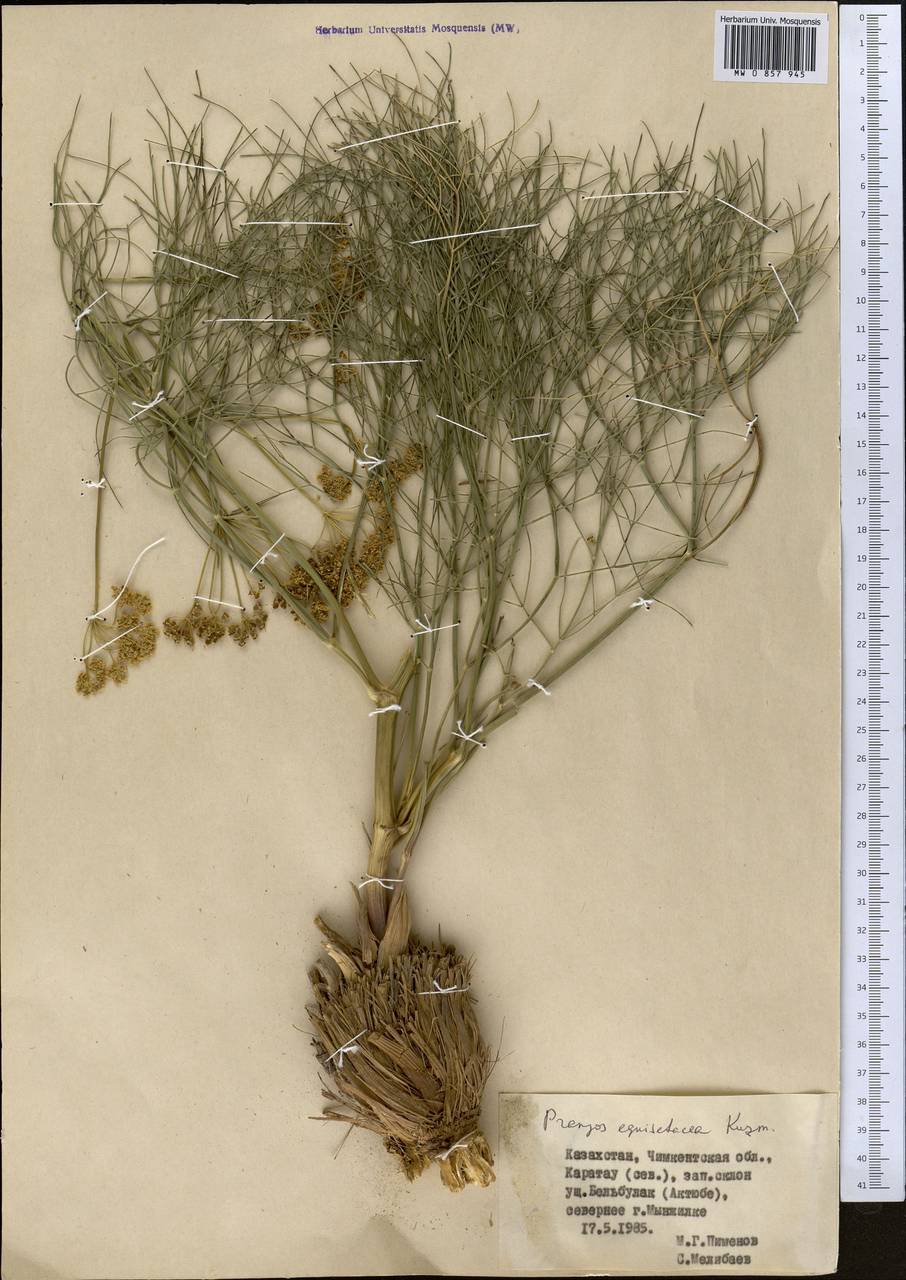 Прангос хвощевидный Kuzmina, Средняя Азия и Казахстан, Западный Тянь-Шань и Каратау (M3) (Казахстан)