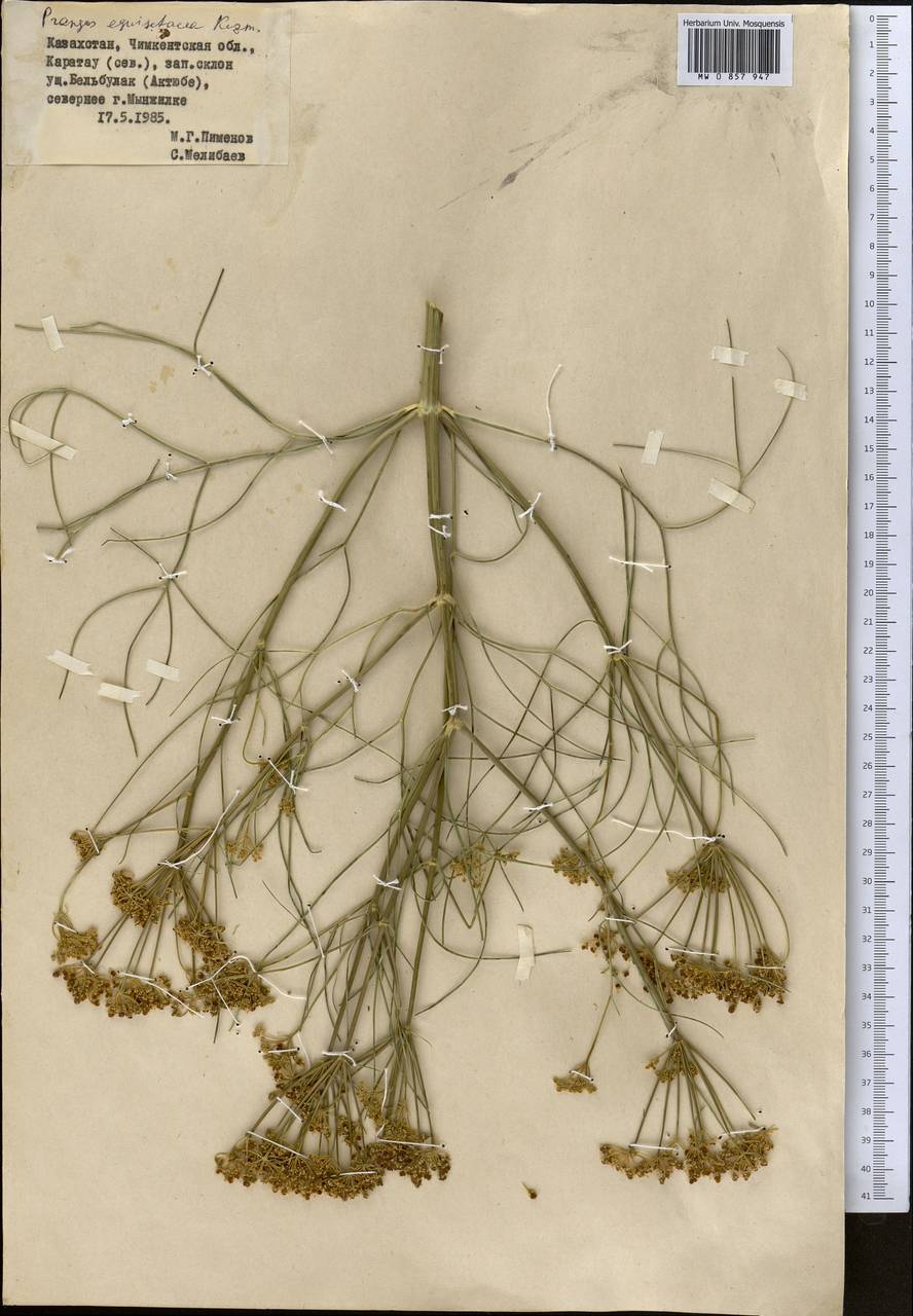 Прангос хвощевидный Kuzmina, Средняя Азия и Казахстан, Западный Тянь-Шань и Каратау (M3) (Казахстан)