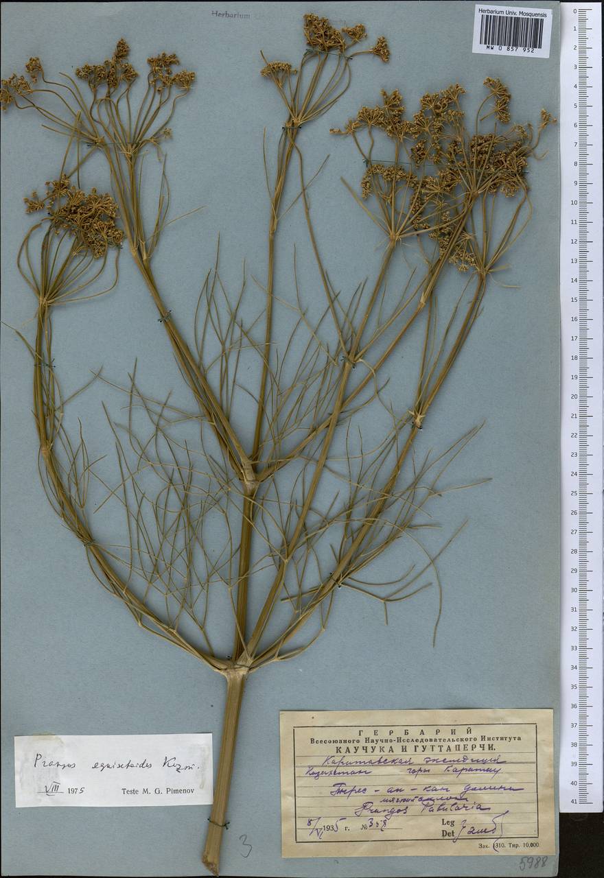 Прангос хвощевидный Kuzmina, Средняя Азия и Казахстан, Западный Тянь-Шань и Каратау (M3) (Казахстан)