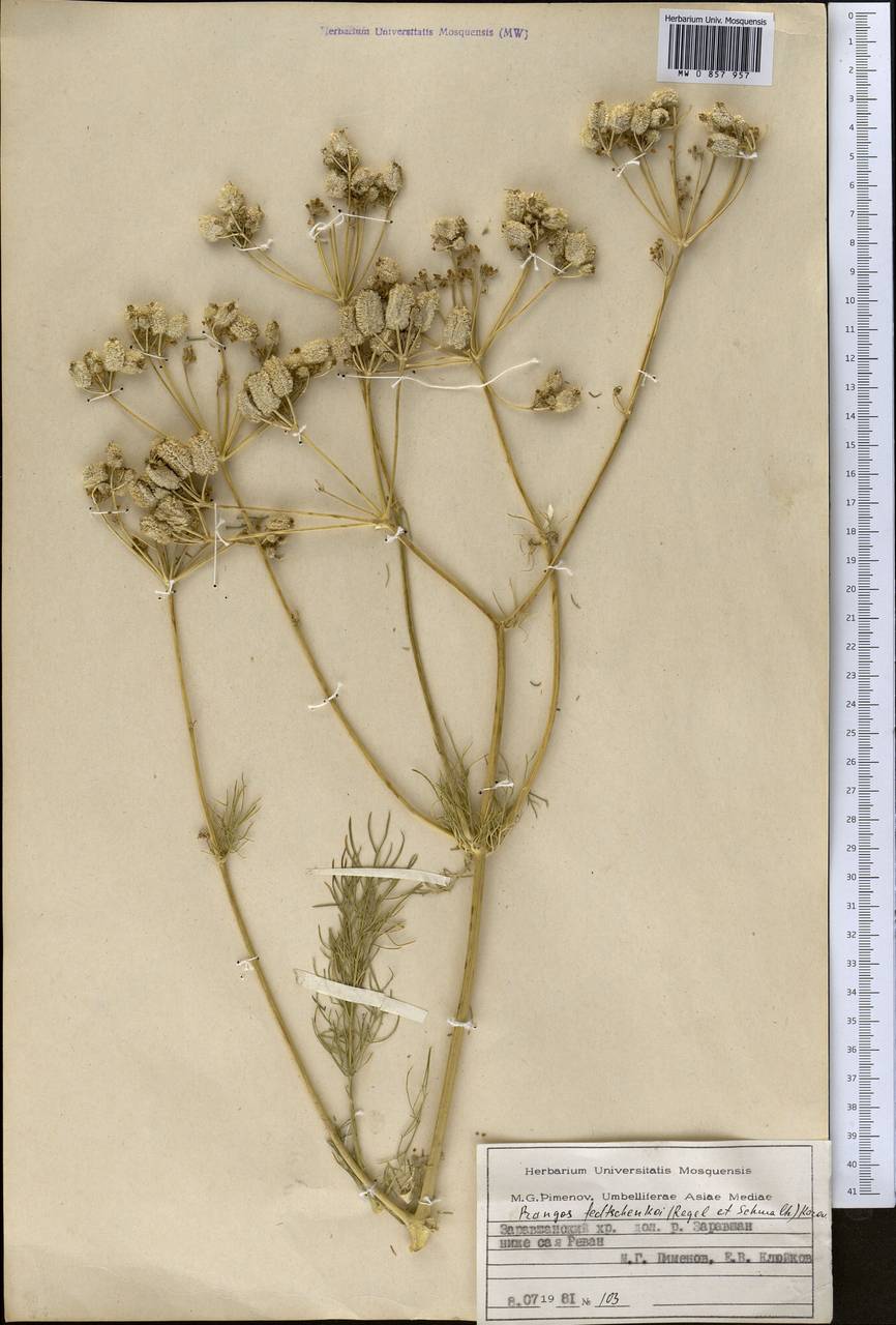 Прангос кормовой, Средняя Азия и Казахстан, Памир и Памиро-Алай (M2) (Таджикистан)