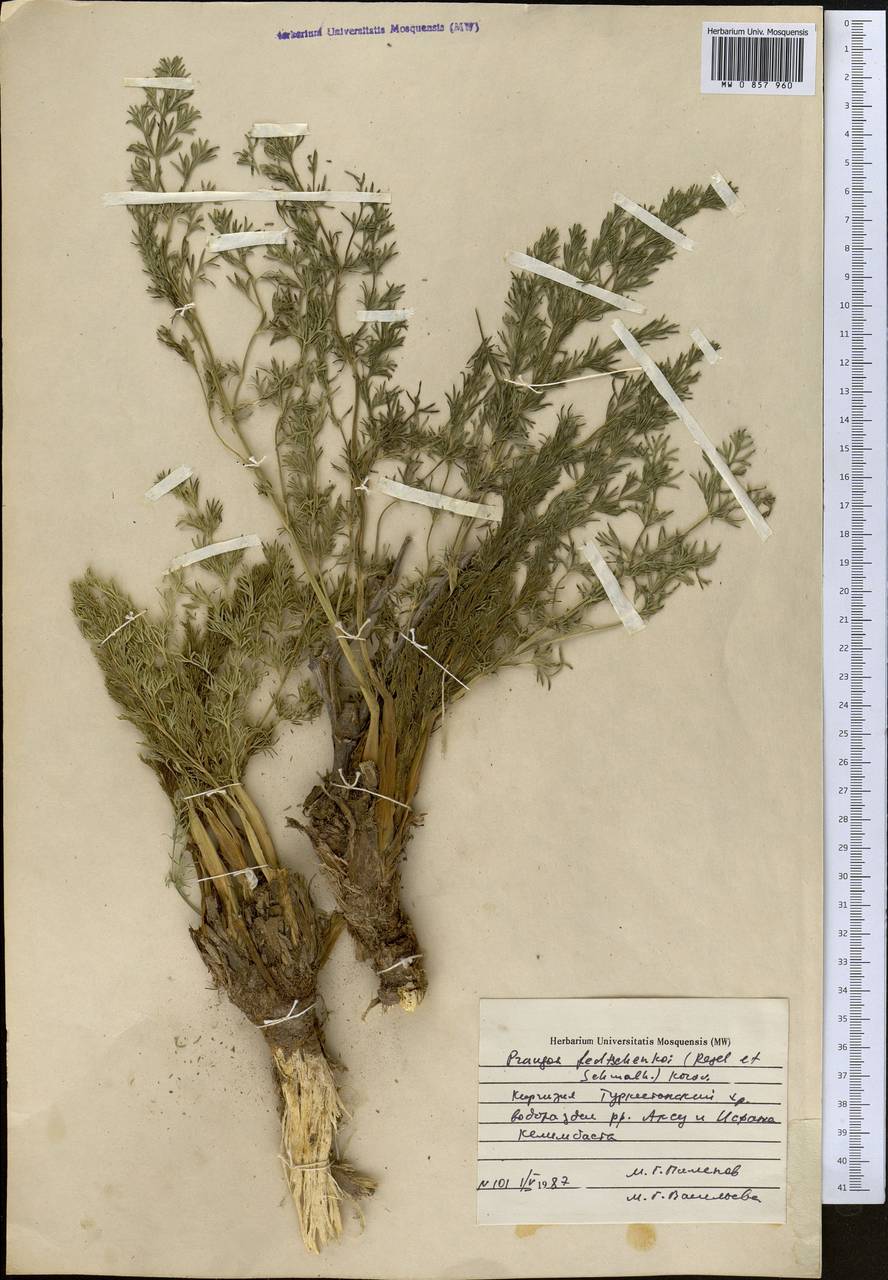 Прангос кормовой, Средняя Азия и Казахстан, Памир и Памиро-Алай (M2) (Киргизия)