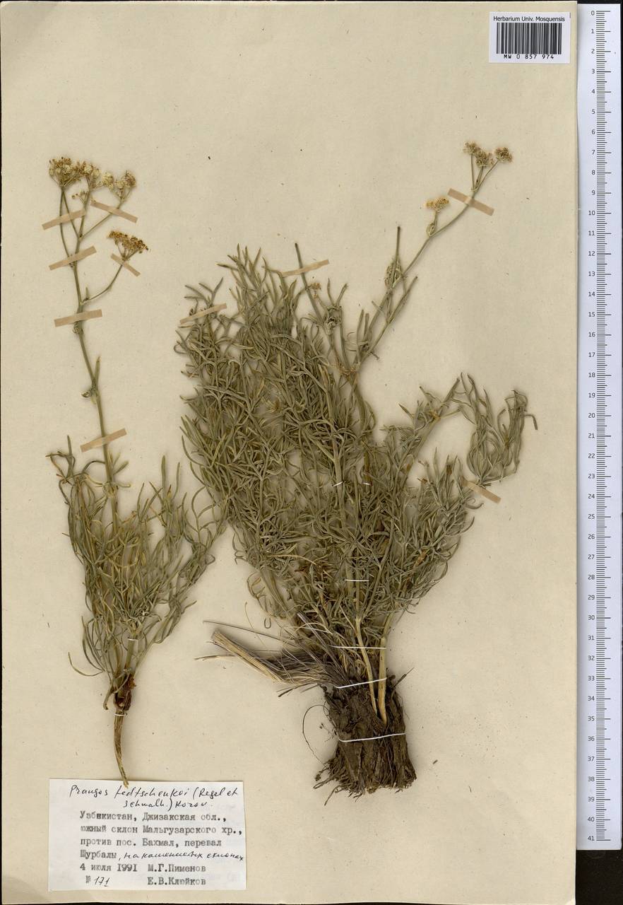 Прангос кормовой, Средняя Азия и Казахстан, Памир и Памиро-Алай (M2) (Узбекистан)