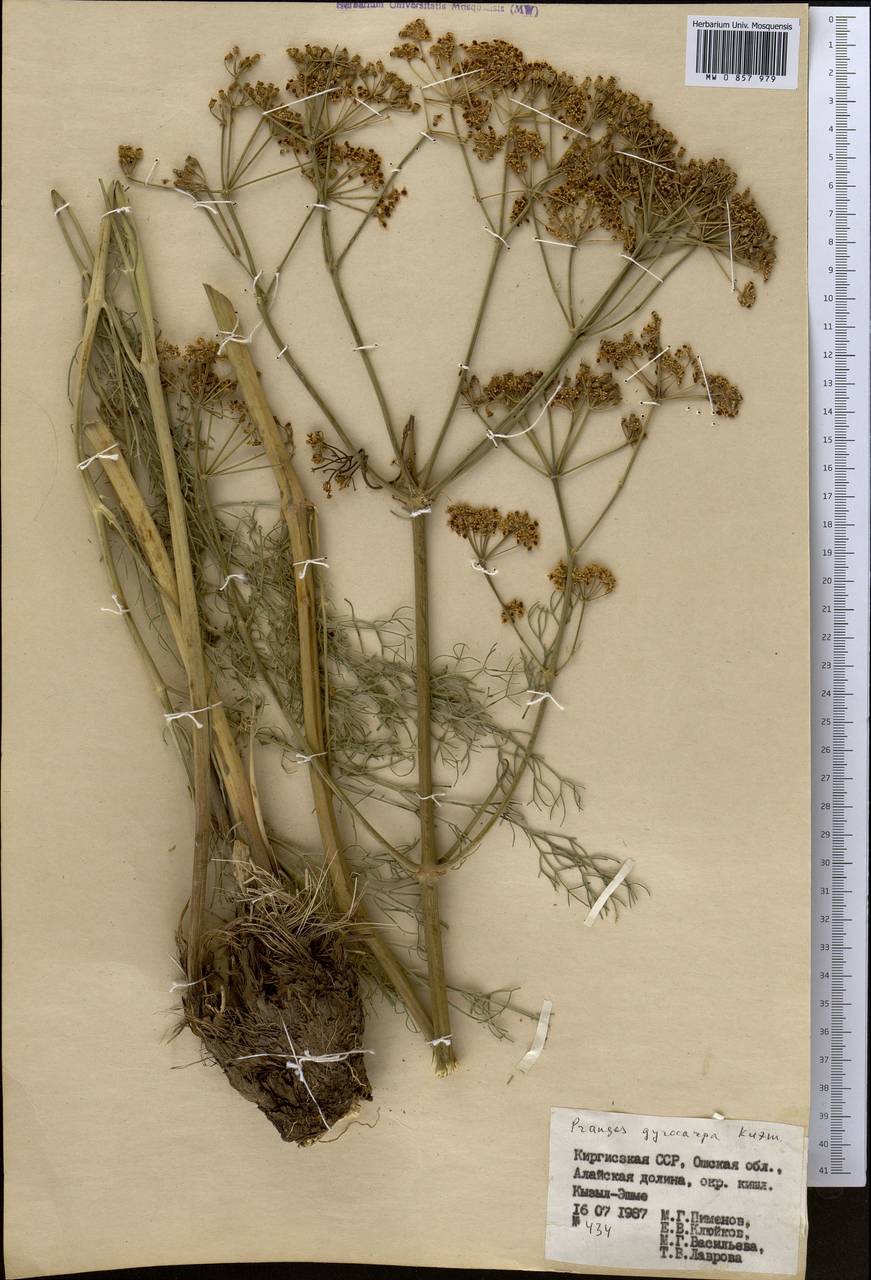 Prangos pabularia subsp. gyrocarpa (G.A.Kuzmina) Lyskov & Pimenov, Средняя Азия и Казахстан, Памир и Памиро-Алай (M2) (Киргизия)
