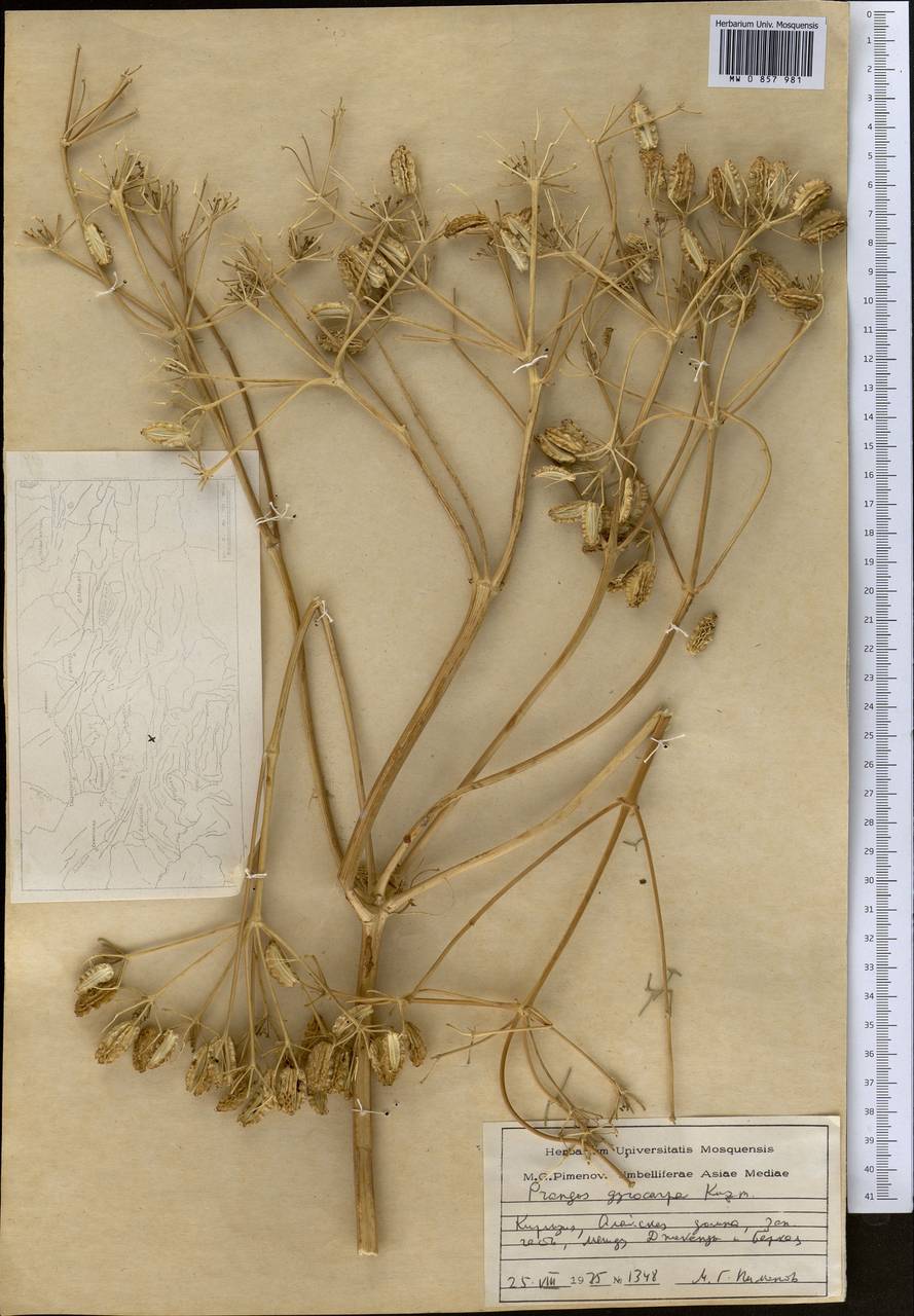 Prangos pabularia subsp. gyrocarpa (G.A.Kuzmina) Lyskov & Pimenov, Средняя Азия и Казахстан, Памир и Памиро-Алай (M2) (Киргизия)