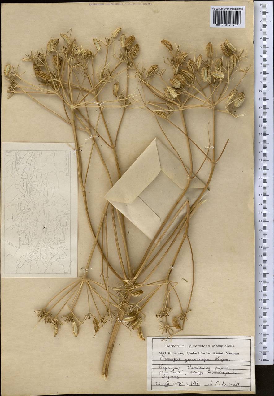 Prangos pabularia subsp. gyrocarpa (G.A.Kuzmina) Lyskov & Pimenov, Средняя Азия и Казахстан, Памир и Памиро-Алай (M2) (Киргизия)