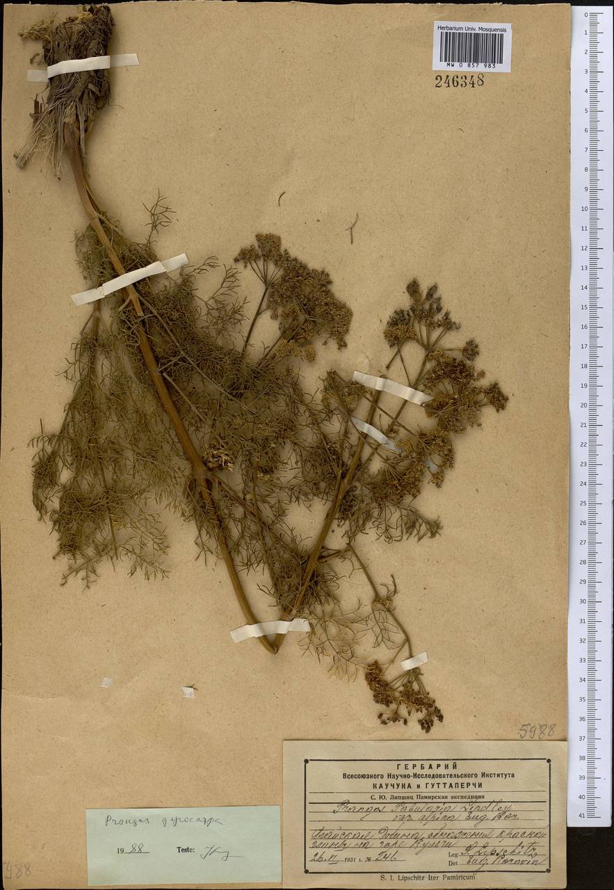 Prangos pabularia subsp. gyrocarpa (G. A. Kuzmina) Lyskov & Pimenov, Средняя Азия и Казахстан, Памир и Памиро-Алай (M2) (Киргизия)