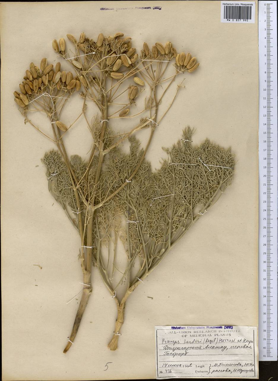 Прангос Гердера (Regel) Herrnst. & Heyn, Средняя Азия и Казахстан, Джунгарский Алатау и Тарбагатай (M5) (Казахстан)