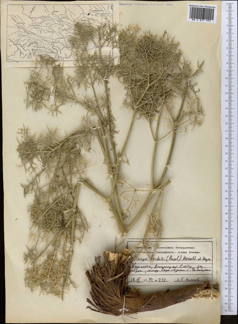 Прангос Гердера (Regel) Herrnst. & Heyn, Средняя Азия и Казахстан, Джунгарский Алатау и Тарбагатай (M5) (Казахстан)