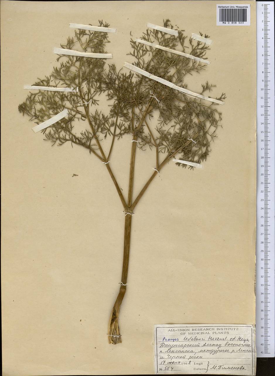 Прангос Ледебура Herrnst. & Heyn, Средняя Азия и Казахстан, Джунгарский Алатау и Тарбагатай (M5) (Казахстан)