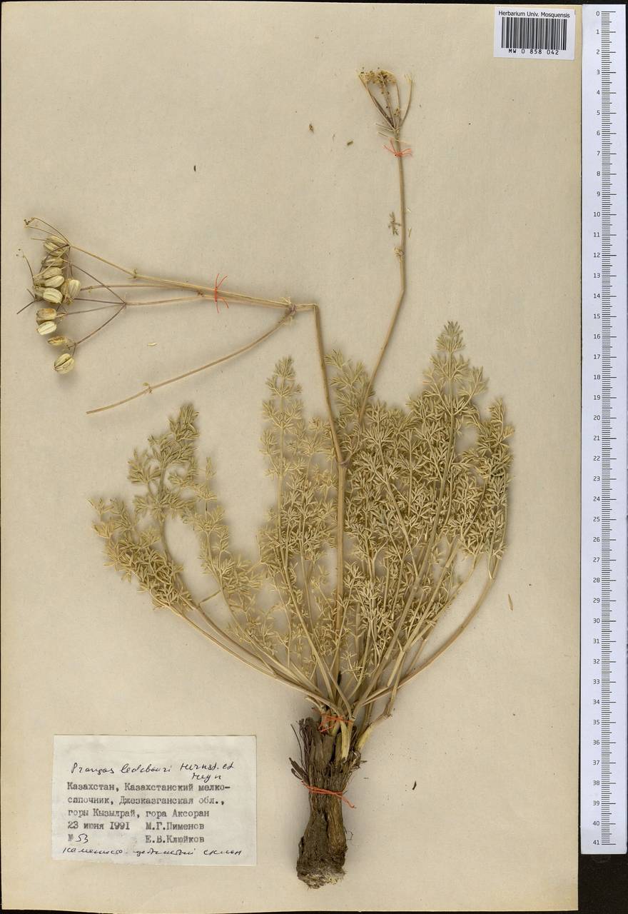 Прангос Ледебура Herrnst. & Heyn, Средняя Азия и Казахстан, Муюнкумы, Прибалхашье и Бетпак-Дала (M9) (Казахстан)