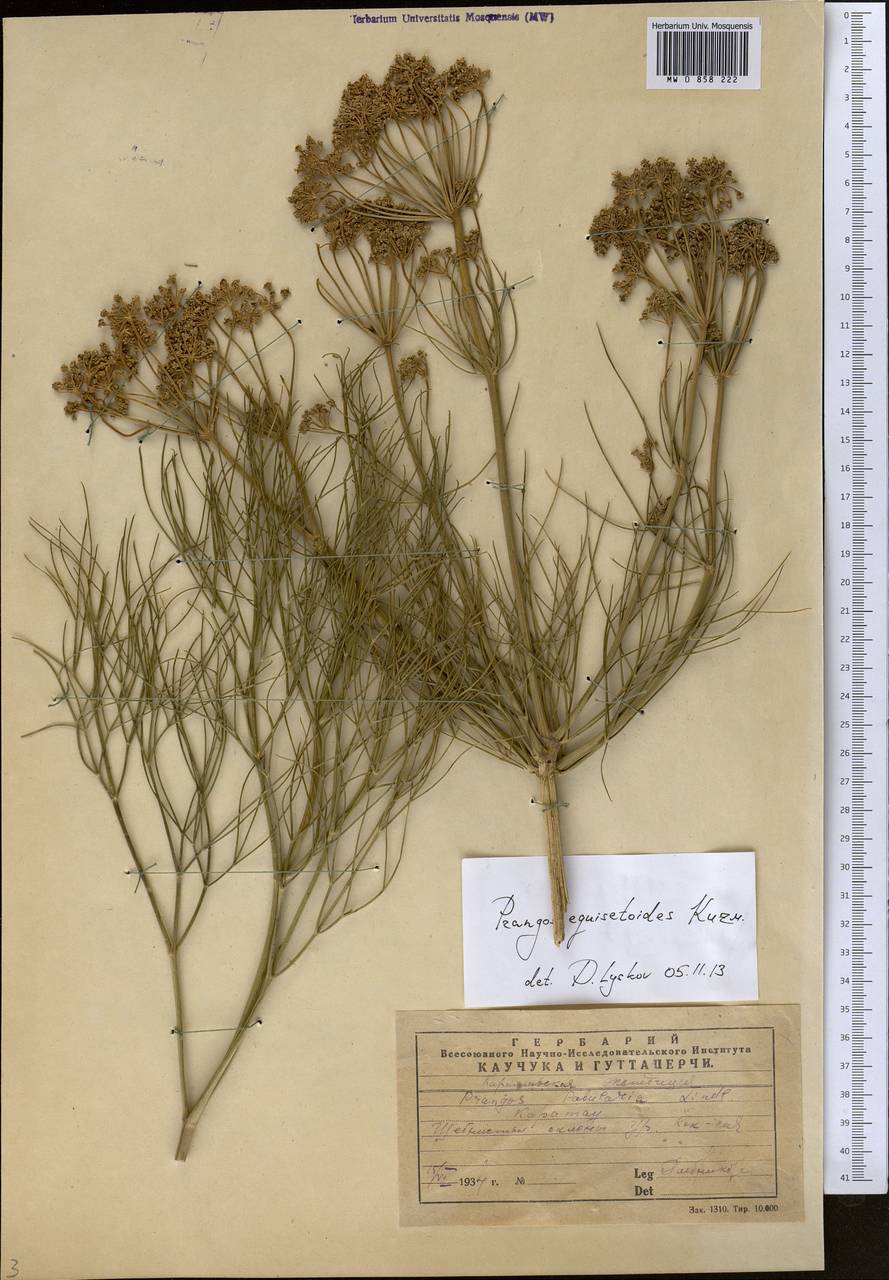 Прангос хвощевидный Kuzmina, Средняя Азия и Казахстан, Западный Тянь-Шань и Каратау (M3) (Казахстан)