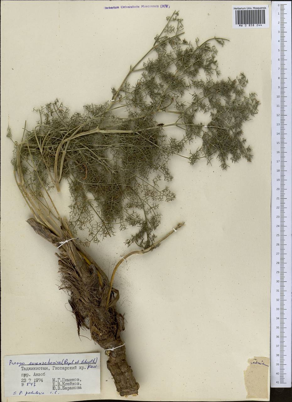 Прангос зеравшанский (Regel & Schmalh.) Lyskov & Pimenov, Средняя Азия и Казахстан, Памир и Памиро-Алай (M2) (Таджикистан)