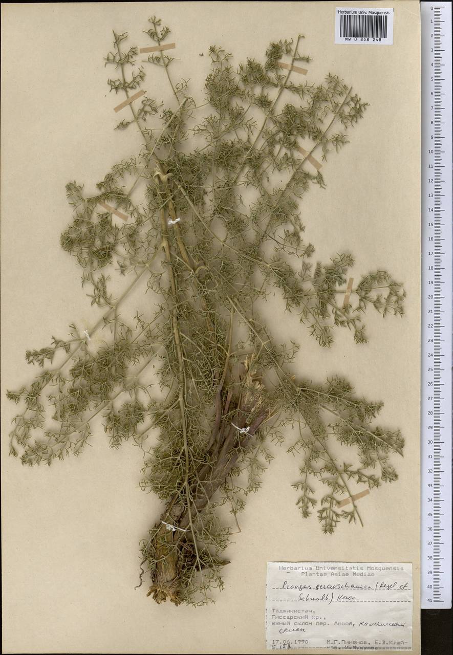 Прангос зеравшанский (Regel & Schmalh.) Lyskov & Pimenov, Средняя Азия и Казахстан, Памир и Памиро-Алай (M2) (Таджикистан)