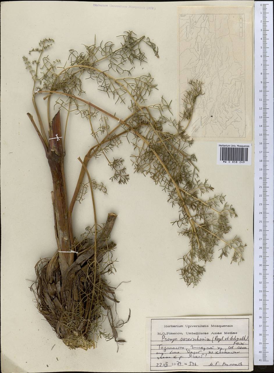 Прангос зеравшанский (Regel & Schmalh.) Lyskov & Pimenov, Средняя Азия и Казахстан, Памир и Памиро-Алай (M2) (Таджикистан)