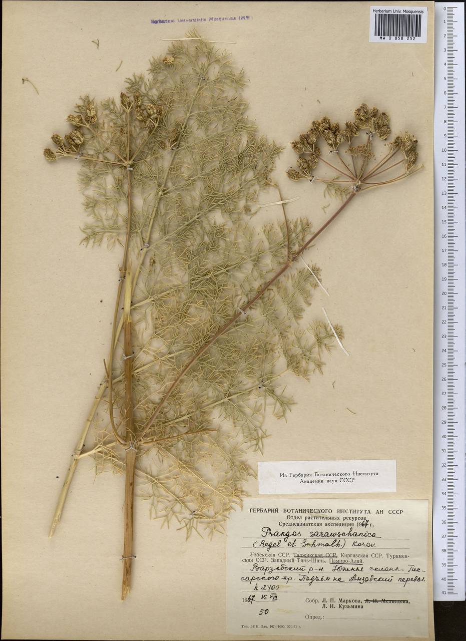 Прангос зеравшанский (Regel & Schmalh.) Lyskov & Pimenov, Средняя Азия и Казахстан, Памир и Памиро-Алай (M2) (Таджикистан)