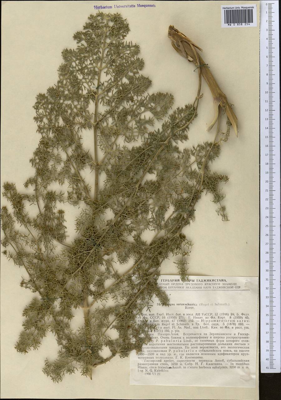 Прангос зеравшанский (Regel & Schmalh.) Lyskov & Pimenov, Средняя Азия и Казахстан, Памир и Памиро-Алай (M2) (Таджикистан)