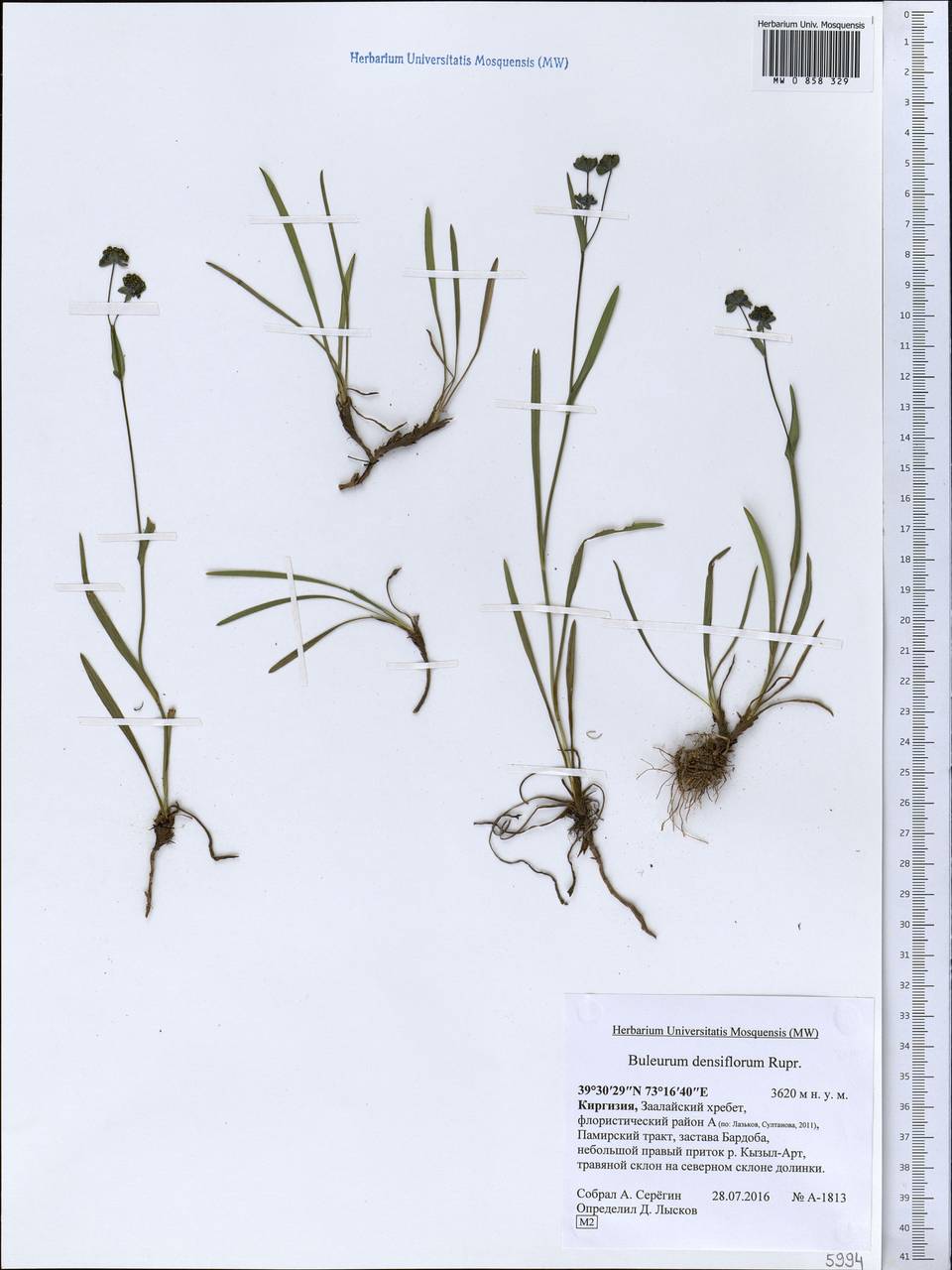 Володушка густоцветковая Rupr., Средняя Азия и Казахстан, Памир и Памиро-Алай (M2) (Киргизия)