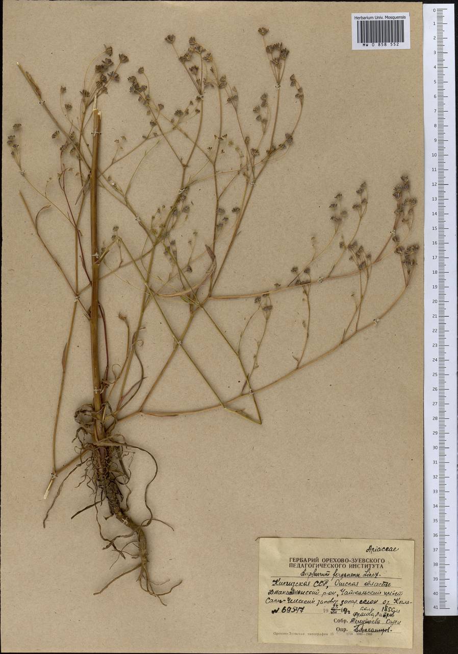 Володушка ферганская Linchevskii, Средняя Азия и Казахстан, Западный Тянь-Шань и Каратау (M3) (Киргизия)