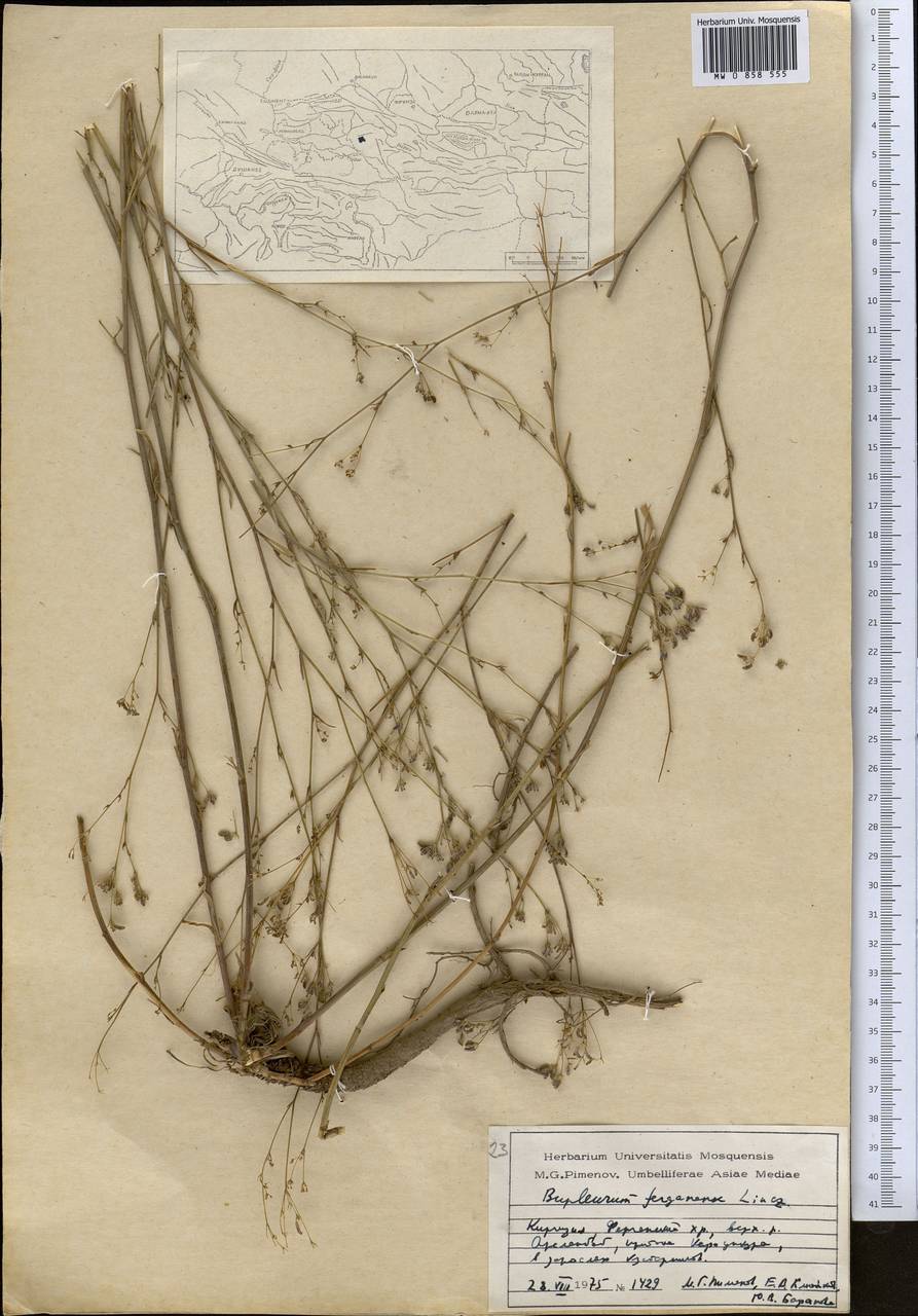 Володушка ферганская Linchevskii, Средняя Азия и Казахстан, Западный Тянь-Шань и Каратау (M3) (Киргизия)