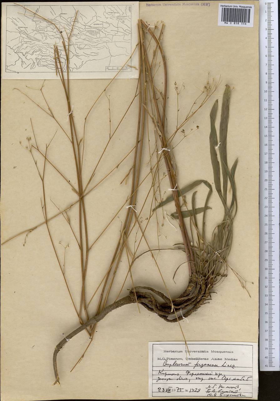 Володушка ферганская Linchevskii, Средняя Азия и Казахстан, Западный Тянь-Шань и Каратау (M3) (Киргизия)