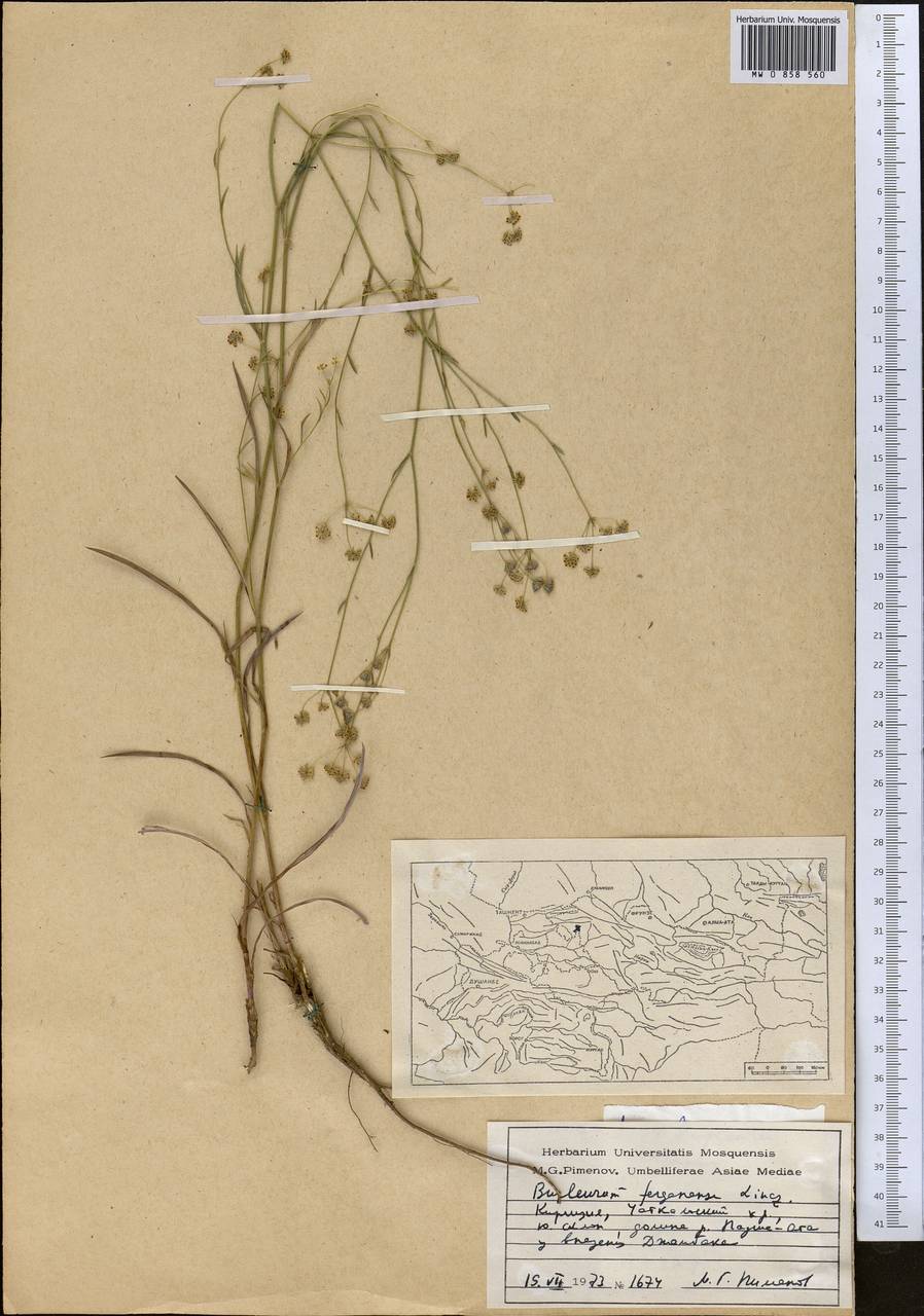Володушка ферганская Linchevskii, Средняя Азия и Казахстан, Западный Тянь-Шань и Каратау (M3) (Киргизия)