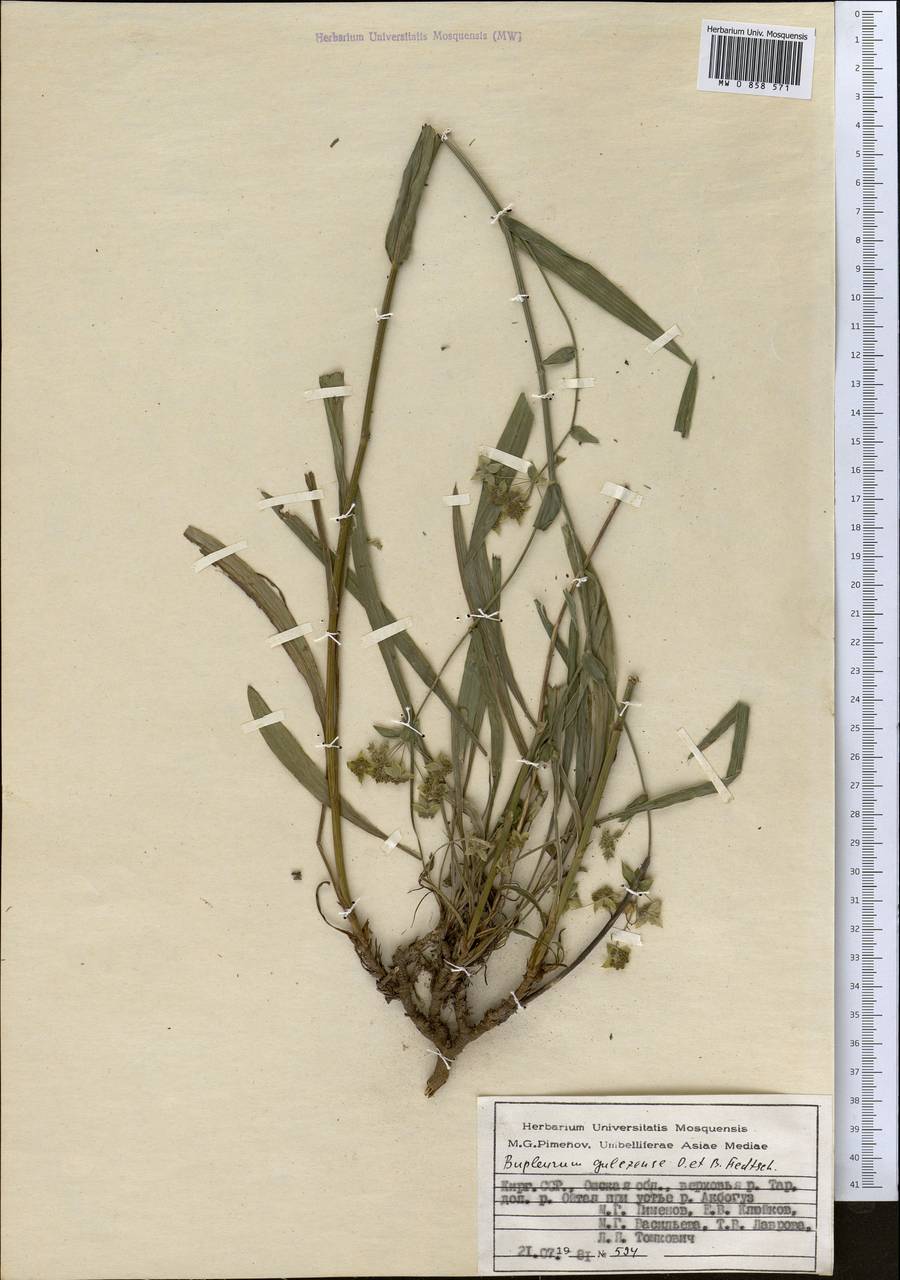 Володушка гульчинская O.Fedtsch. & B.Fedtsch., Средняя Азия и Казахстан, Памир и Памиро-Алай (M2) (Киргизия)