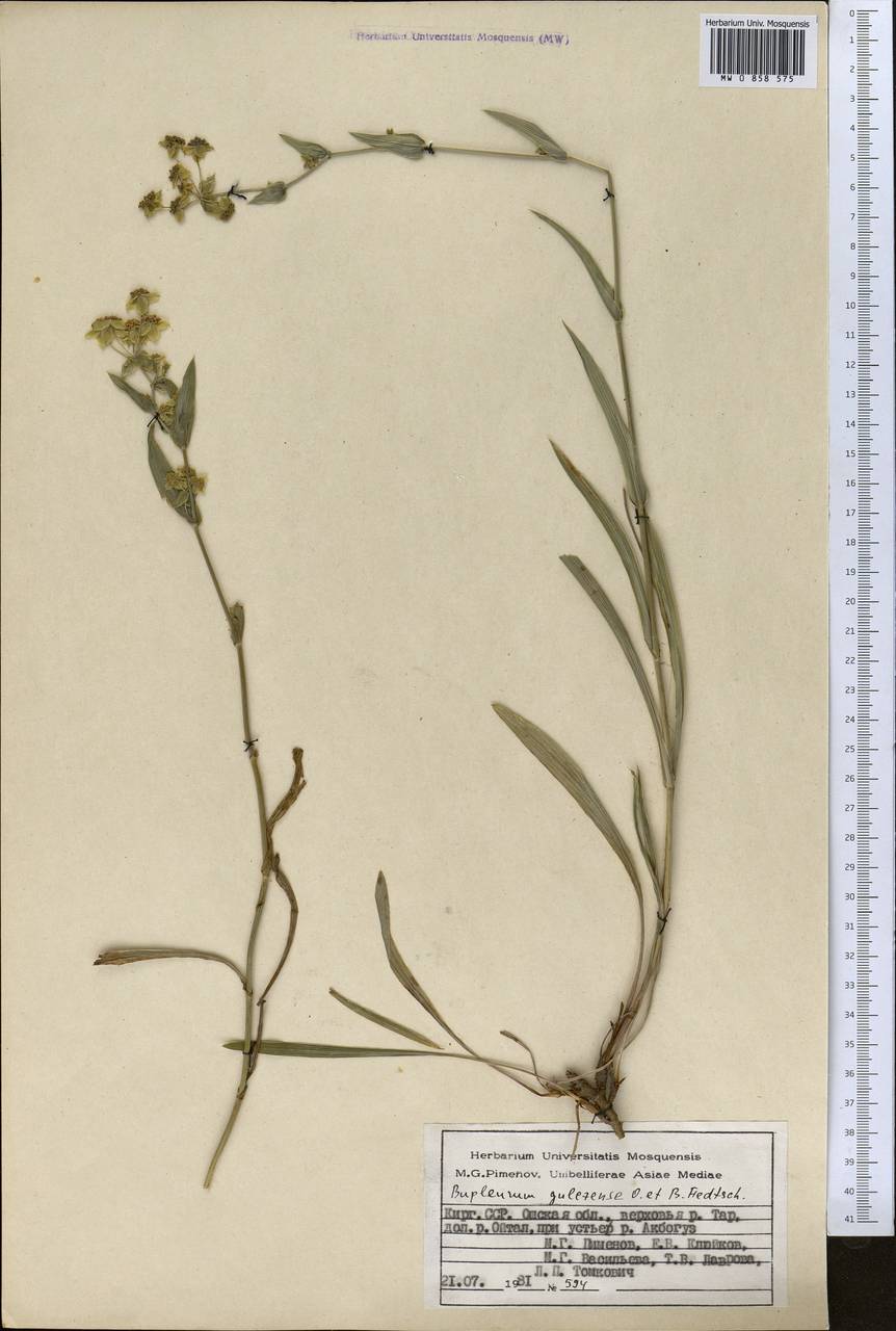 Володушка гульчинская O.Fedtsch. & B.Fedtsch., Средняя Азия и Казахстан, Памир и Памиро-Алай (M2) (Киргизия)