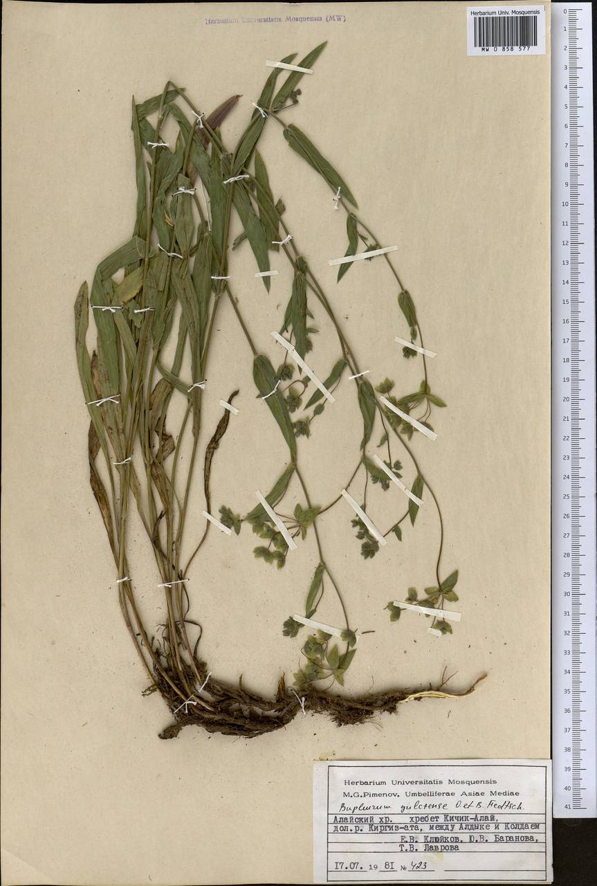 Володушка гульчинская O.Fedtsch. & B.Fedtsch., Средняя Азия и Казахстан, Памир и Памиро-Алай (M2) (Киргизия)