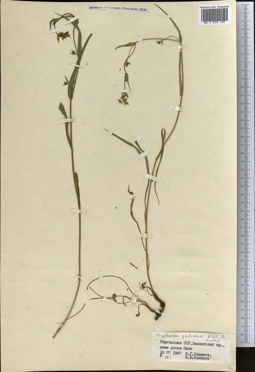 Володушка гульчинская O.Fedtsch. & B.Fedtsch., Средняя Азия и Казахстан, Памир и Памиро-Алай (M2) (Киргизия)