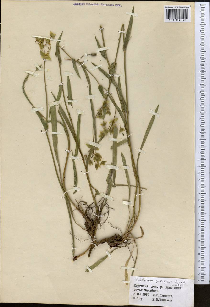 Володушка гульчинская O.Fedtsch. & B.Fedtsch., Средняя Азия и Казахстан, Северный и Центральный Тянь-Шань (M4) (Киргизия)
