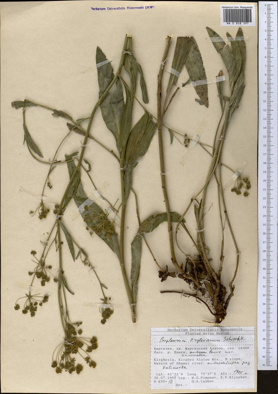 Володушка Крылова Schischk. ex G.V.Krylov, Средняя Азия и Казахстан, Северный и Центральный Тянь-Шань (M4) (Киргизия)