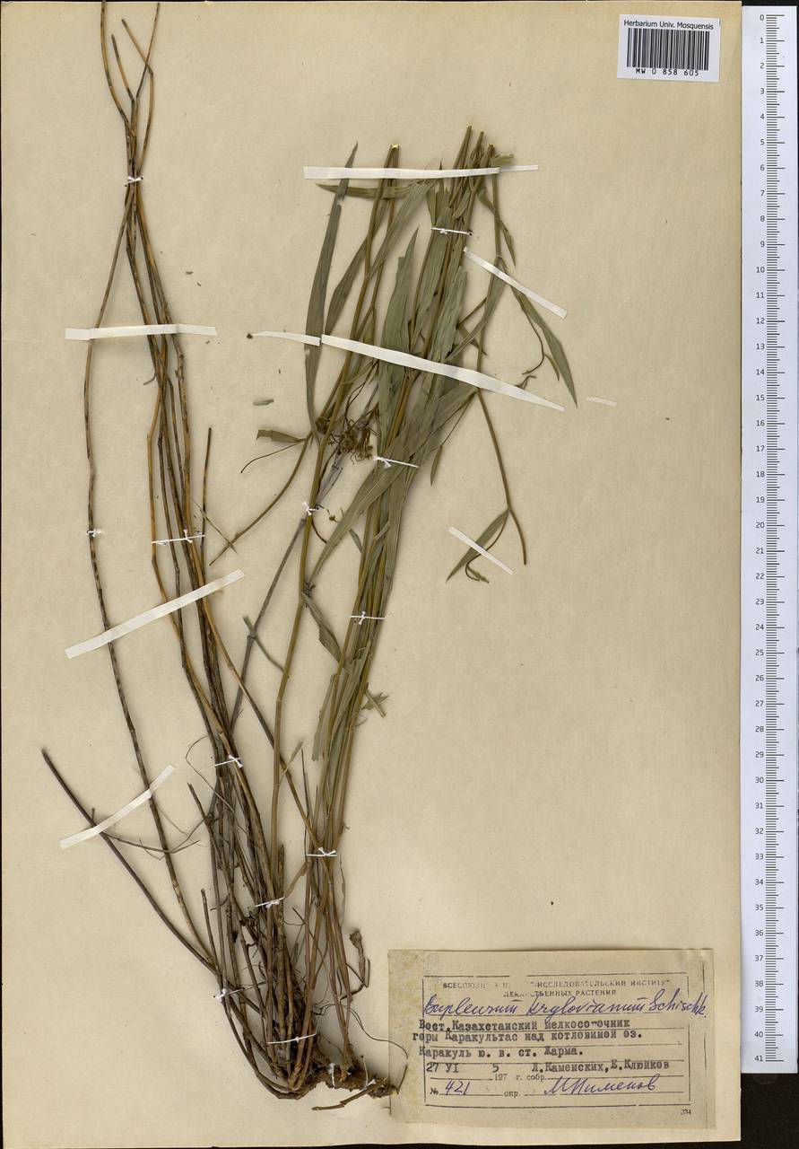 Володушка Крылова Schischk. ex G.V.Krylov, Средняя Азия и Казахстан, Муюнкумы, Прибалхашье и Бетпак-Дала (M9) (Казахстан)