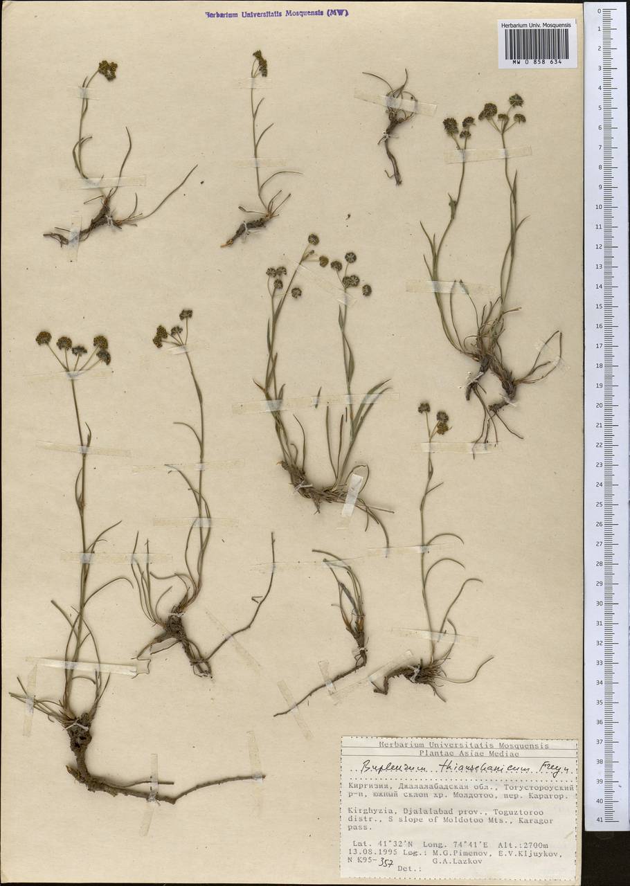 Володушка тяньшанская Freyn, Средняя Азия и Казахстан, Северный и Центральный Тянь-Шань (M4) (Киргизия)