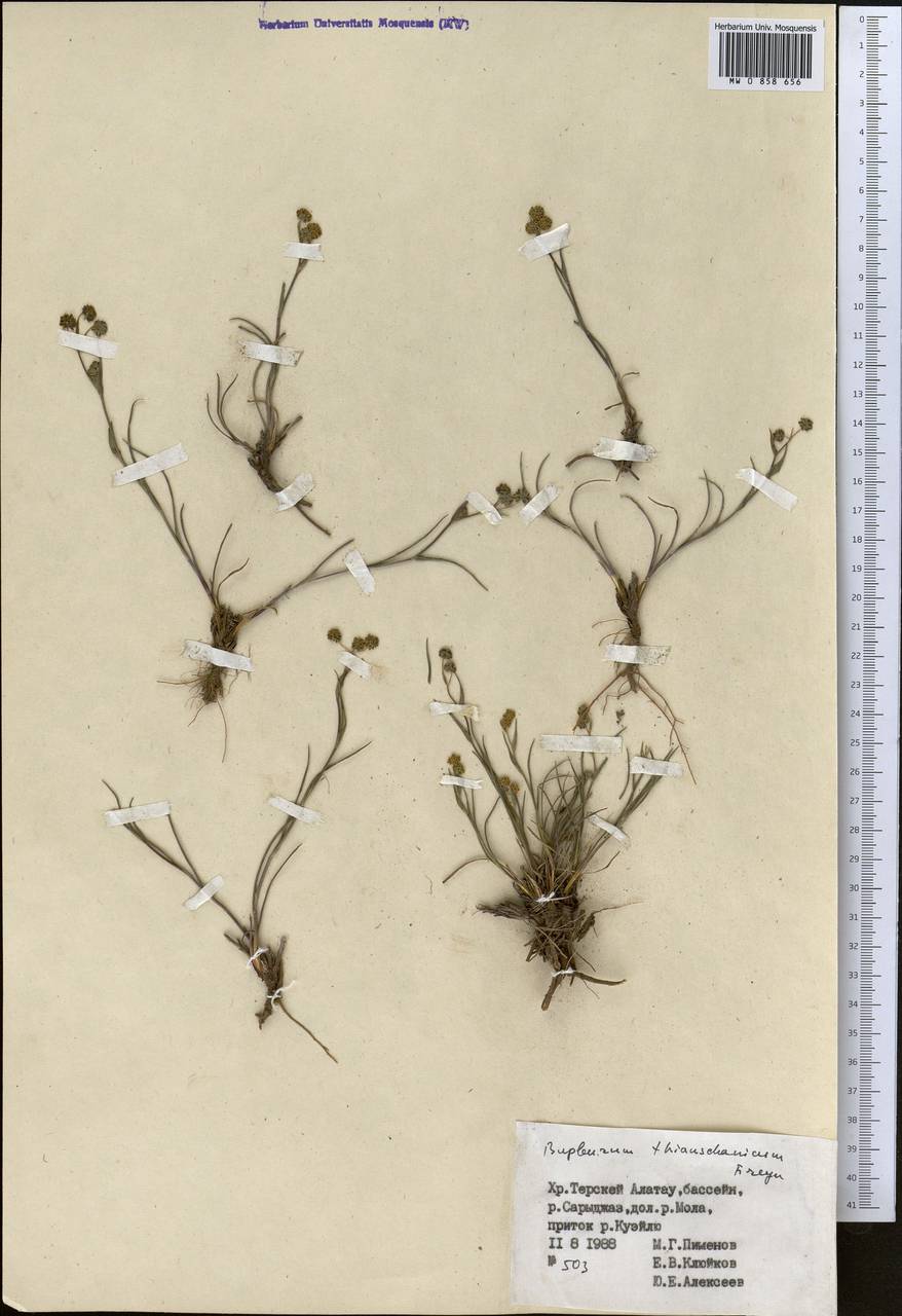 Володушка тяньшанская Freyn, Средняя Азия и Казахстан, Северный и Центральный Тянь-Шань (M4) (Киргизия)