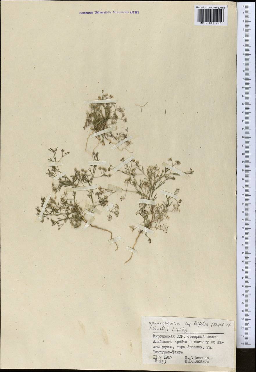 Psammogeton capillifolium (Regel & Schmalh.) Mousavi, Mozaff. & Zarre, Средняя Азия и Казахстан, Памир и Памиро-Алай (M2) (Киргизия)