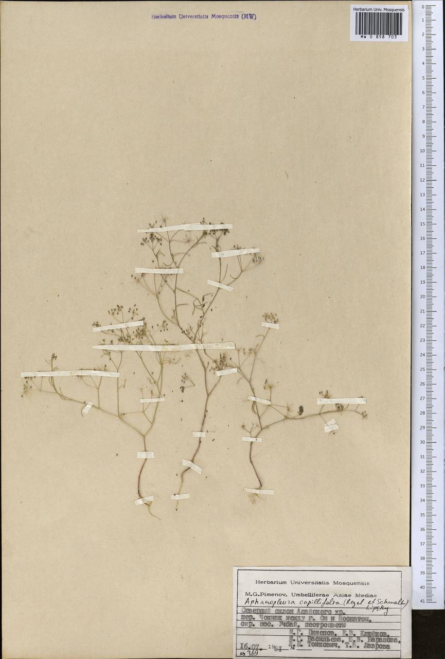 Psammogeton capillifolium (Regel & Schmalh.) Mousavi, Mozaff. & Zarre, Средняя Азия и Казахстан, Памир и Памиро-Алай (M2) (Киргизия)