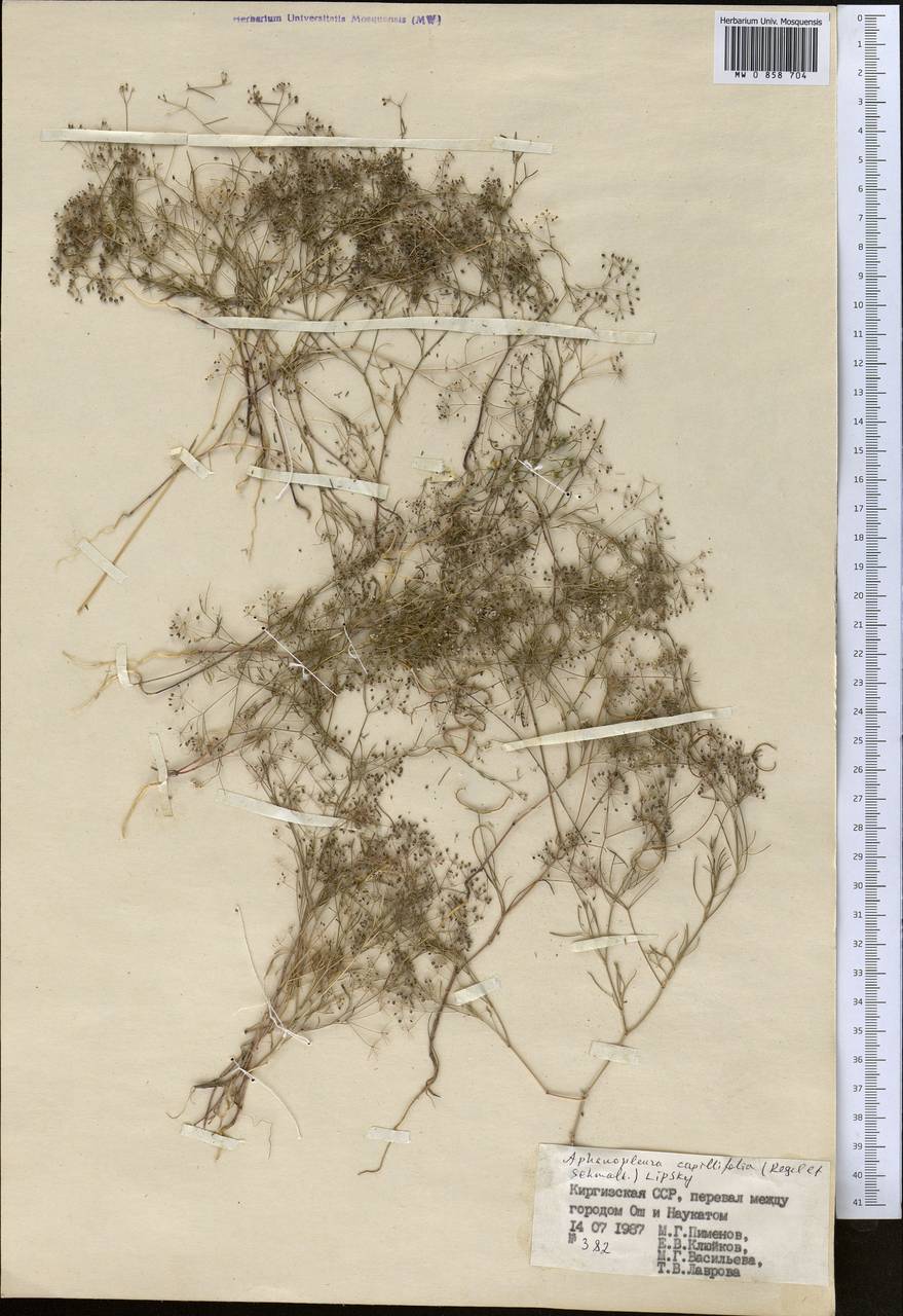 Psammogeton capillifolium (Regel & Schmalh.) Mousavi, Mozaff. & Zarre, Средняя Азия и Казахстан, Памир и Памиро-Алай (M2) (Киргизия)