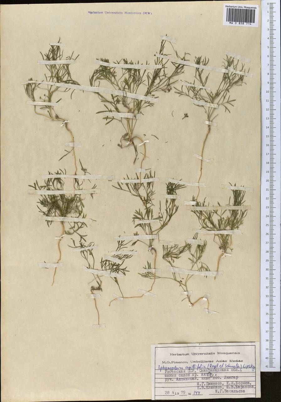 Psammogeton capillifolium (Regel & Schmalh.) Mousavi, Mozaff. & Zarre, Средняя Азия и Казахстан, Памир и Памиро-Алай (M2) (Узбекистан)