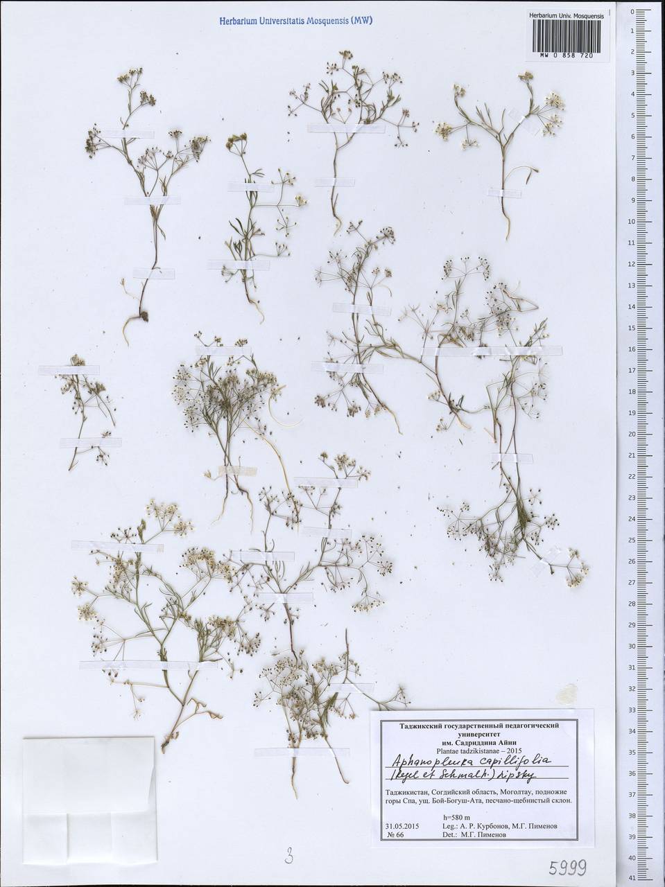 Psammogeton capillifolium (Regel & Schmalh.) Mousavi, Mozaff. & Zarre, Средняя Азия и Казахстан, Западный Тянь-Шань и Каратау (M3) (Таджикистан)