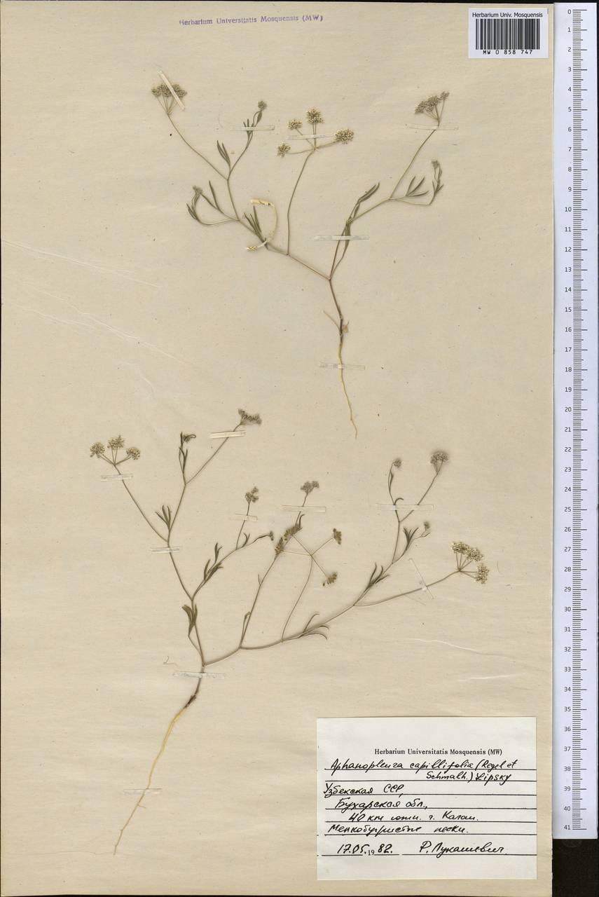 Psammogeton capillifolium (Regel & Schmalh.) Mousavi, Mozaff. & Zarre, Средняя Азия и Казахстан, Сырдарьинские пустыни и Кызылкумы (M7) (Узбекистан)