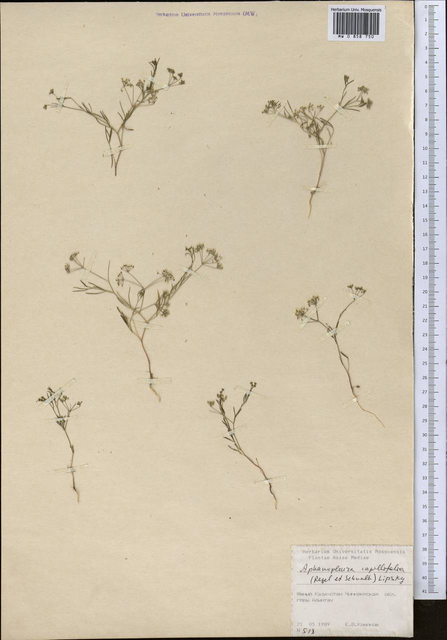 Psammogeton capillifolium (Regel & Schmalh.) Mousavi, Mozaff. & Zarre, Средняя Азия и Казахстан, Сырдарьинские пустыни и Кызылкумы (M7) (Казахстан)