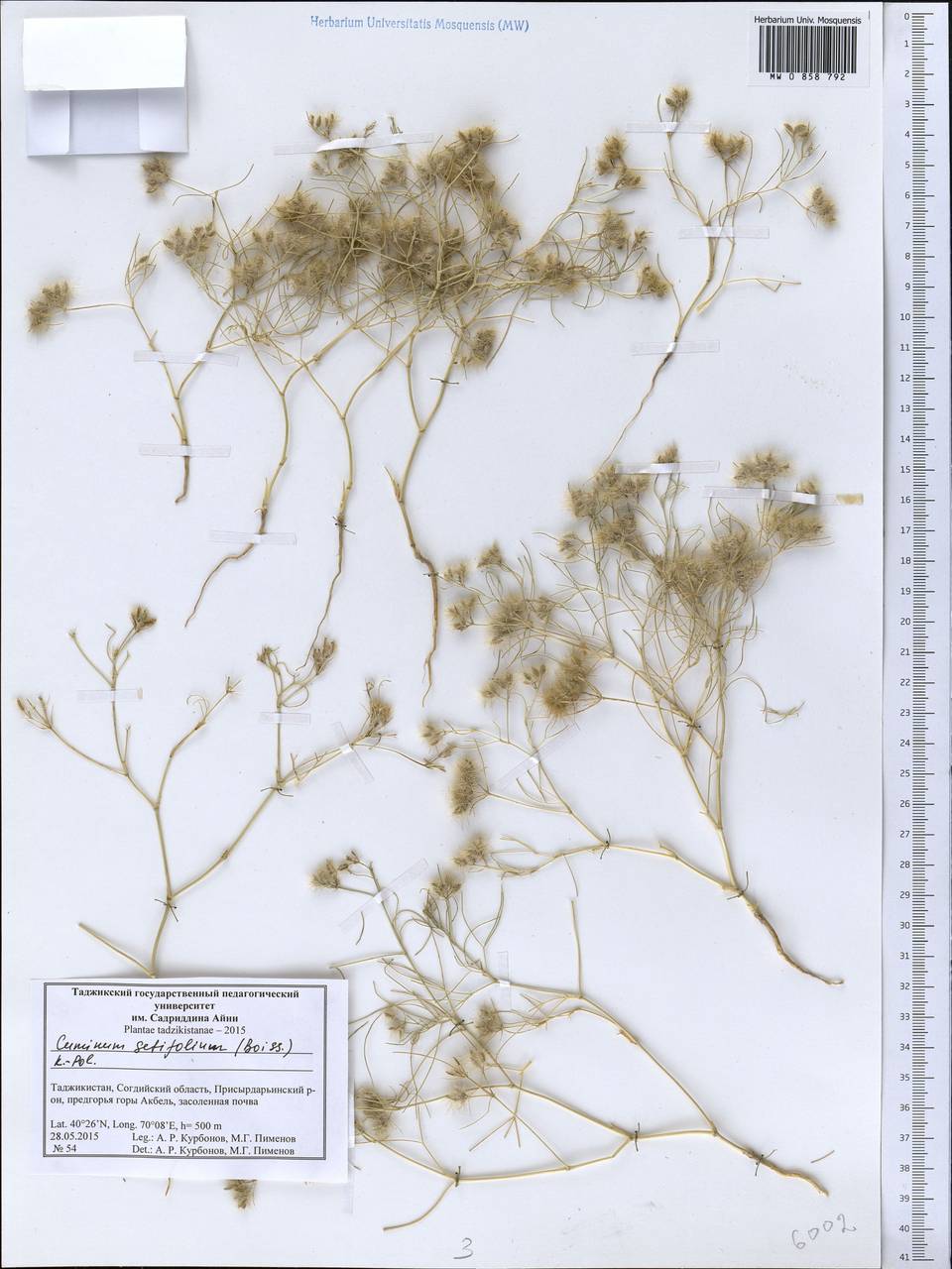 Кмин щетинолистный (Boiss.) Koso-Pol., Средняя Азия и Казахстан, Западный Тянь-Шань и Каратау (M3) (Таджикистан)