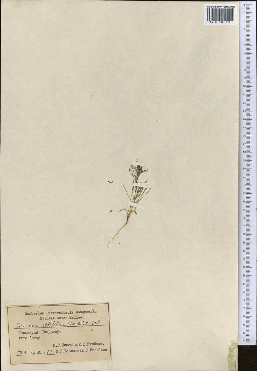 Кмин щетинолистный (Boiss.) Koso-Pol., Средняя Азия и Казахстан, Сырдарьинские пустыни и Кызылкумы (M7) (Узбекистан)