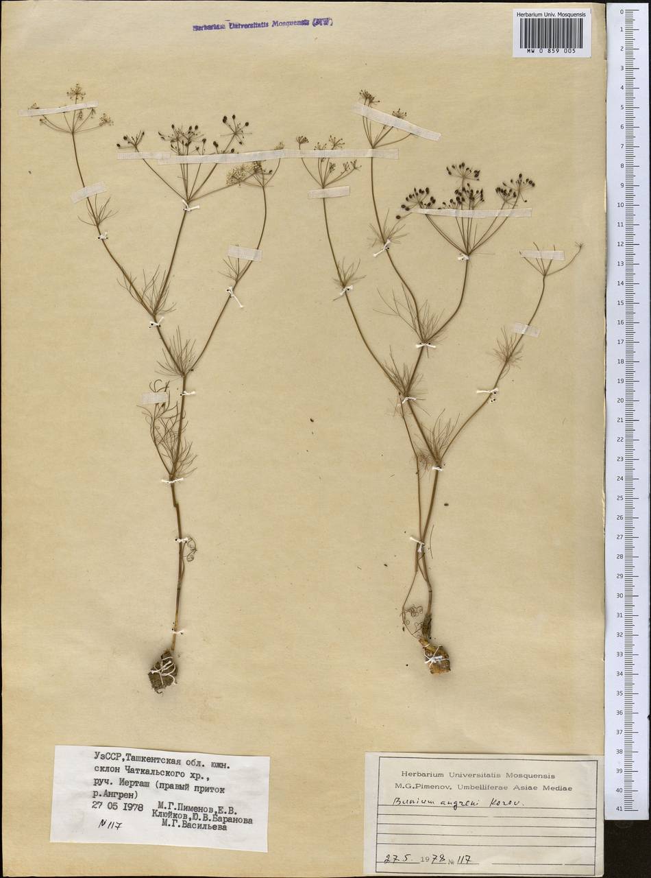 Elwendia angreni (Korovin) Pimenov & Kljuykov, Средняя Азия и Казахстан, Западный Тянь-Шань и Каратау (M3) (Узбекистан)