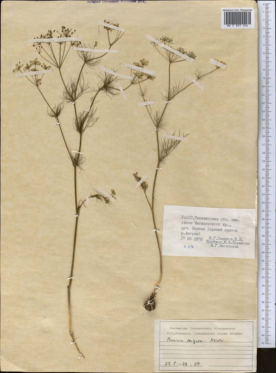 Elwendia angreni (Korovin) Pimenov & Kljuykov, Средняя Азия и Казахстан, Западный Тянь-Шань и Каратау (M3) (Узбекистан)