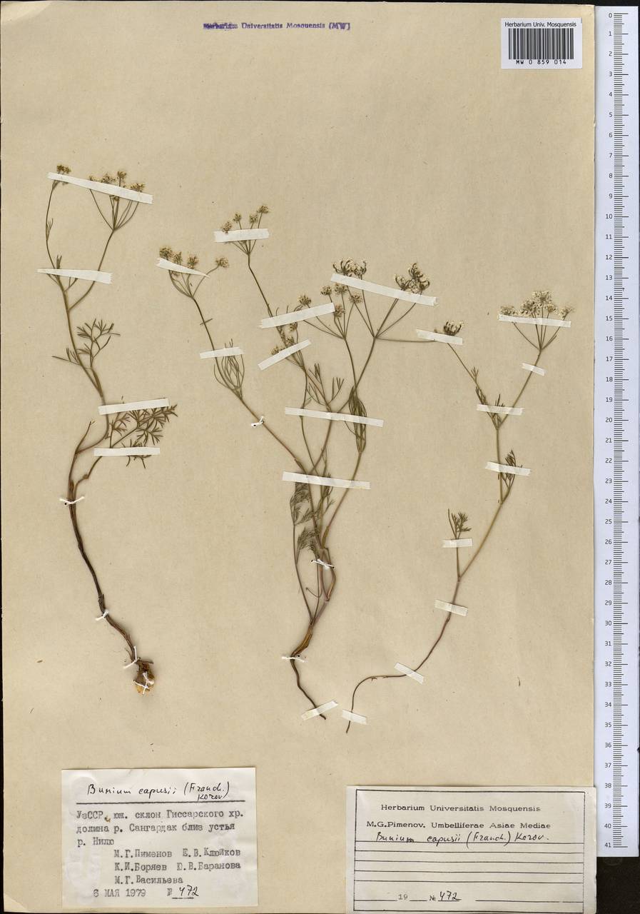 Elwendia capusii (Franch.) Pimenov & Kljuykov, Средняя Азия и Казахстан, Памир и Памиро-Алай (M2) (Узбекистан)