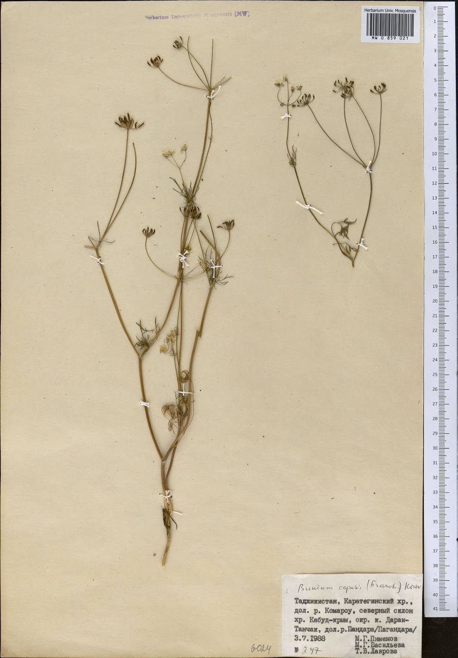 Elwendia capusii (Franch.) Pimenov & Kljuykov, Средняя Азия и Казахстан, Памир и Памиро-Алай (M2) (Таджикистан)