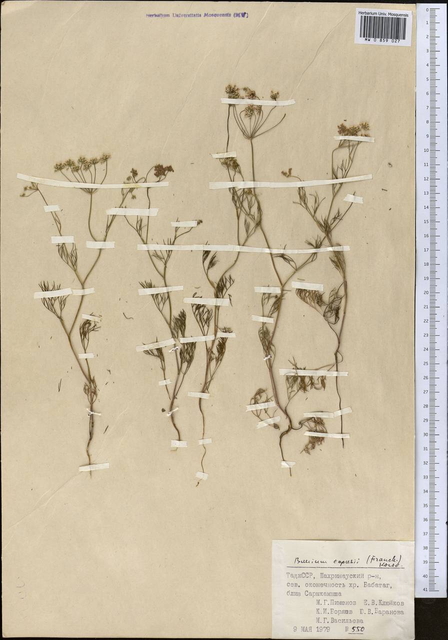 Elwendia capusii (Franch.) Pimenov & Kljuykov, Средняя Азия и Казахстан, Памир и Памиро-Алай (M2) (Таджикистан)