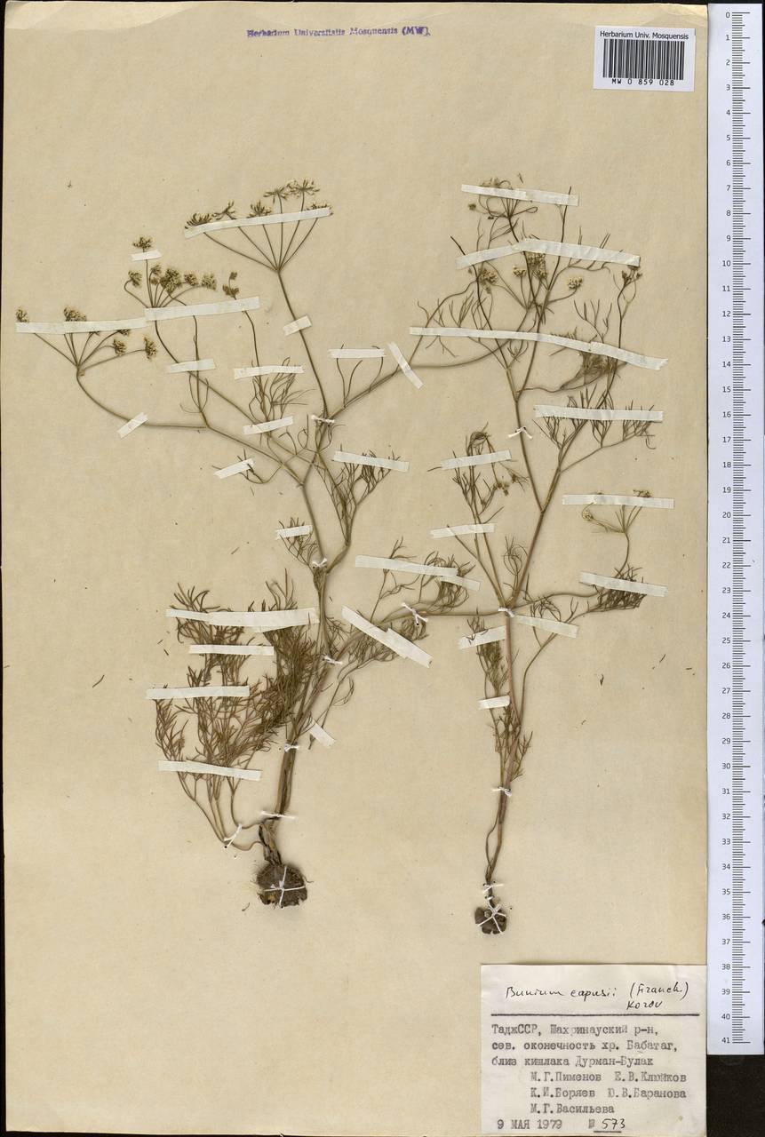 Elwendia capusii (Franch.) Pimenov & Kljuykov, Средняя Азия и Казахстан, Памир и Памиро-Алай (M2) (Таджикистан)
